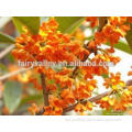 High Quality Yellow And Golden Sweet Osmanthus Fragrans Tree Seeds For Planting